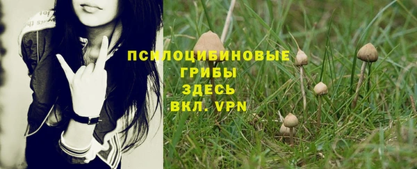 прущие грибы Белокуриха
